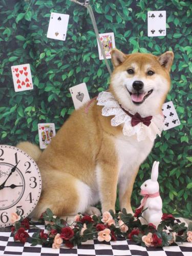 20250409マロンちゃん